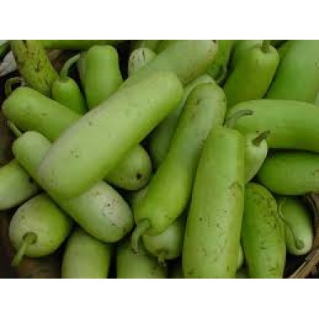 BOTTLE GOURD (Malaysia)